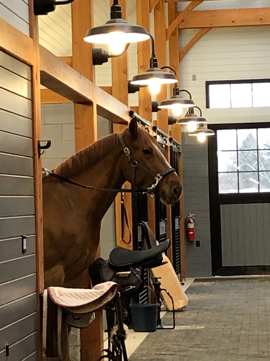 Horse in a stall under gooseneck barn lights in a timber frame barn wired by Irish Electric in New Hampshire